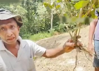 Landowner Alleges Illegal Entry and Destruction of Tea Plantation by Police Officer in Galle District
