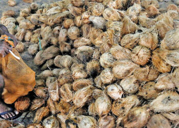 Sri Lanka’s Coconut Exports Soar to $782M Amid Domestic Shortages, Production Decline, and Rising Retail Prices