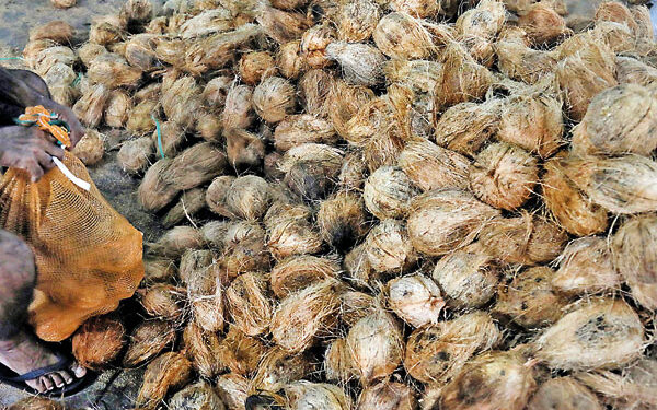 Sri Lanka’s Coconut Exports Soar to $782M Amid Domestic Shortages, Production Decline, and Rising Retail Prices