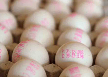 All Ceylon Egg Producers Cut Prices for Festive Season: Eggs Now Below Rs. 35