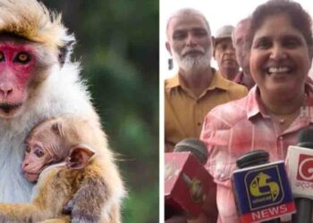 Government Launches Pilot Project to Relocate Crop-Damaging Monkeys to Island Reservoirs