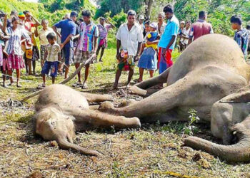 50 Wild Elephants Die from Electrocution in 2024: CEB Urges Public to Report Unauthorized Electricity Use