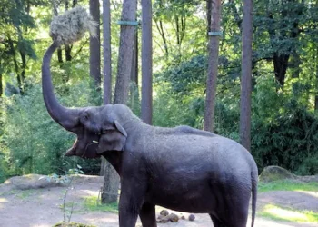 Raja the Toll-Collecting Elephant: A Wild Icon on Sri Lanka’s Buttala-Kataragama Road