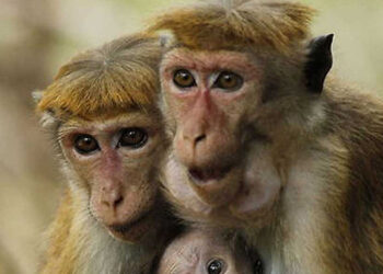 Pilot Programme to Sterilise Monkeys Launches in Matale to Protect Crops and Support Farmers