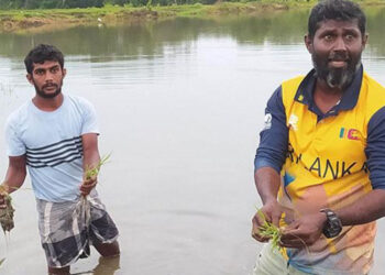 Heavy Rains Cause Rs. 71 Billion Loss in Paddy Sector: Expert Highlights Poor Water Management as Key Factor