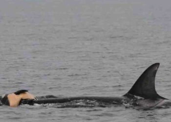 Grieving Mother Whale Swims 1,000 Miles Carrying Dead Calf, Echoing a Similar Heartbreaking Journey in 2018