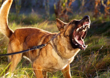 Rabies in Sri Lanka: 300,000 Dog Bites Annually, Over 600 Million Rupees Spent on Vaccines, Says Expert