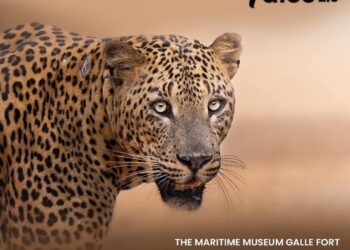 Experience the Majesty of the Sri Lankan Leopard at “Leopard Tales 2.0”