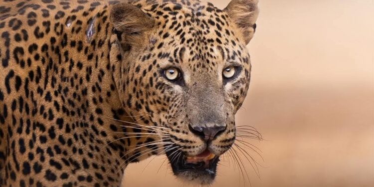 Experience the Majesty of the Sri Lankan Leopard at “Leopard Tales 2.0”