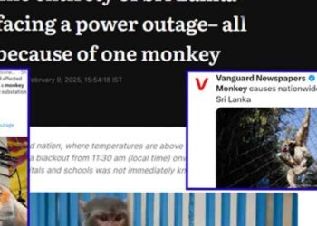 Sri Lanka’s Nationwide Power Outage Blamed on Monkey, Gains Global Attention