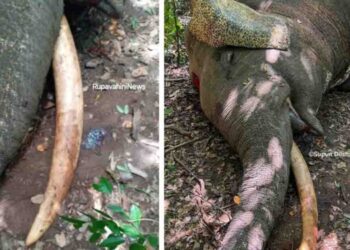 Rare One-Tusked Elephant in Kawdulla-Minneriya Shot Dead, No Arrests Made