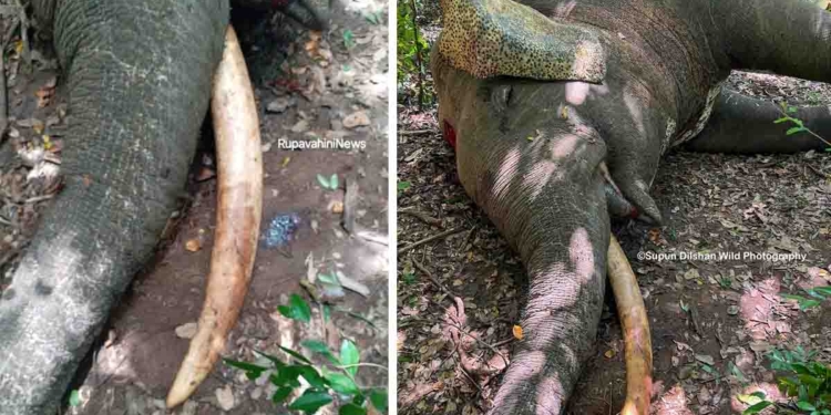 Rare One-Tusked Elephant in Kawdulla-Minneriya Shot Dead, No Arrests Made