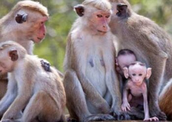 Sri Lanka to Conduct Five-Minute Census on Monkeys, Peacocks, and Skunks Damaging Crops