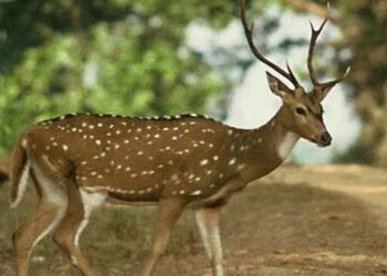Homagama Deer Population to Be Relocated Due to Agricultural Damage, Says MP Aruna Panagoda