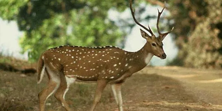 Homagama Deer Population to Be Relocated Due to Agricultural Damage, Says MP Aruna Panagoda
