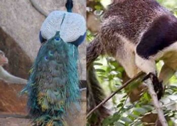 Government to Conduct Rapid Wildlife Survey on Crop-Damaging Animals on March 15