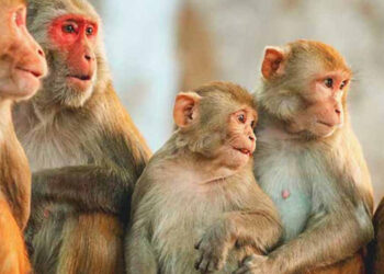 Data Sheet Distribution for Animal Census on March 15th Begins Nationwide Through Grama Niladharis