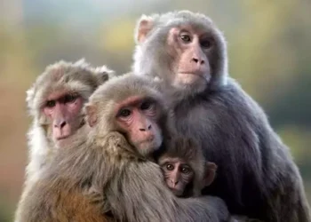 Data Collection Underway for Census on Macaques, Langurs, Giant Squirrels, and Peacocks Across Sri Lanka