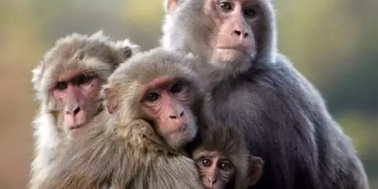 Data Collection Underway for Census on Macaques, Langurs, Giant Squirrels, and Peacocks Across Sri Lanka