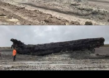 42,000-Year-Old Tree Reveals Earth’s Magnetic Field Reversal and Its Impact on Climate and Ancient Life