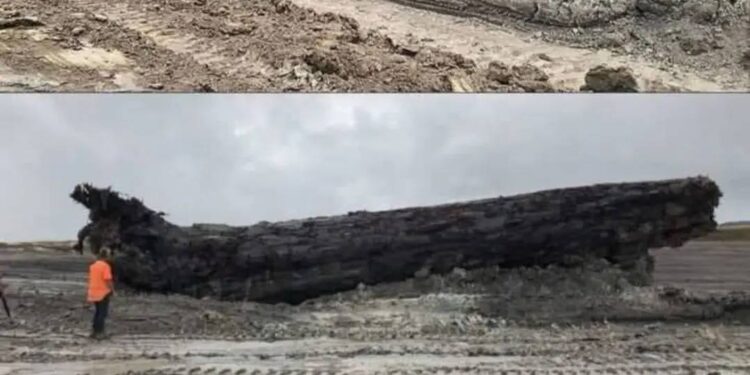 42,000-Year-Old Tree Reveals Earth’s Magnetic Field Reversal and Its Impact on Climate and Ancient Life