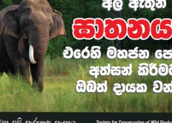 Public Petition Event Against Elephant Killings to Be Held in Colombo