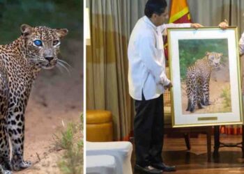 Sajith Premadasa Gifts Rare Wilpattu Leopard Photo to Indian PM Modi During Colombo Visit