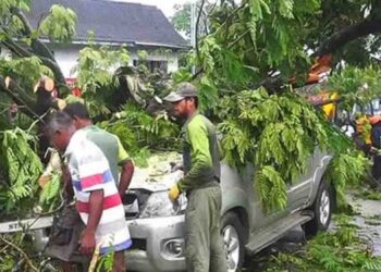 Fallen Tree Near Borella Cemetery Roundabout Triggers Heavy Traffic and Vehicle Damage