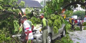 Fallen Tree Near Borella Cemetery Roundabout Triggers Heavy Traffic and Vehicle Damage