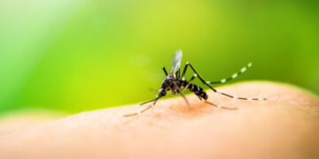 Chikungunya Risk Alert in Colombo and Gampaha Districts, Says Epidemiology Department
