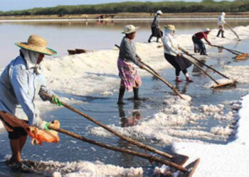Salt Shortage in Sri Lanka Due to Import Delays, Prices Soar Up to Rs. 500 per Kilo