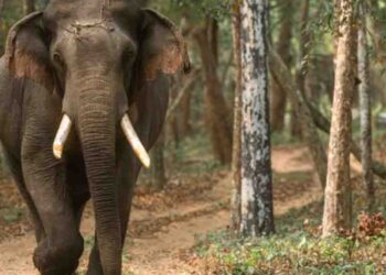 Majestic Elephant ‘Kali’ Found Dead in Wilpattu Kallaru Reserve; Investigation Launched