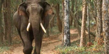 Majestic Elephant ‘Kali’ Found Dead in Wilpattu Kallaru Reserve; Investigation Launched