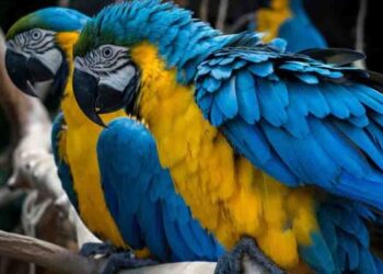 Blue-and-Yellow Macaw Worth Over Rs. 500,000 Stolen from Dehiwala National Zoo
