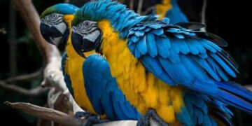 Blue-and-Yellow Macaw Worth Over Rs. 500,000 Stolen from Dehiwala National Zoo