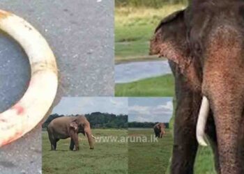 Missing Elephant Sumedha Spotted in Minneriya After Three Months, Appears Healthy Despite Injury