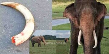 Missing Elephant Sumedha Spotted in Minneriya After Three Months, Appears Healthy Despite Injury