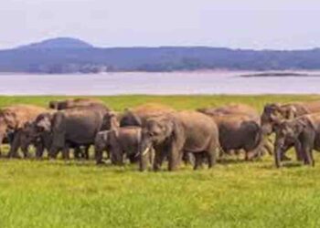 Sri Lanka’s Elephant Crisis: Uncovering the Truth Behind the Rising Killings and Government Inaction