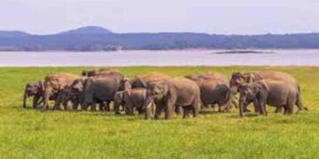 Sri Lanka’s Elephant Crisis: Uncovering the Truth Behind the Rising Killings and Government Inaction