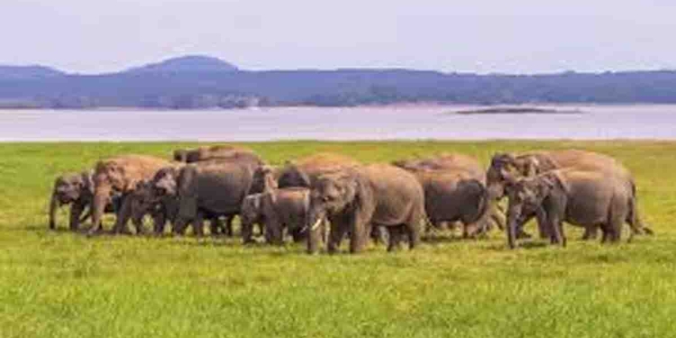 Sri Lanka’s Elephant Crisis: Uncovering the Truth Behind the Rising Killings and Government Inaction