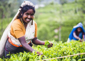 Minister Samantha Vidyarathna Reveals Alleged Tea Board Fraud Before Bribery Commission