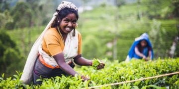 Minister Samantha Vidyarathna Reveals Alleged Tea Board Fraud Before Bribery Commission