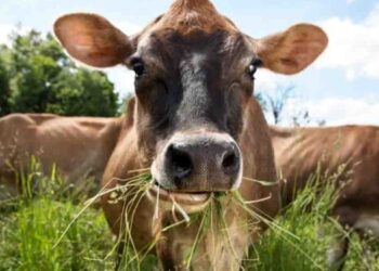 Government to Provide Relief for Grass-Growing Farmers – Minister Namal Karunaratne