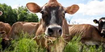 Government to Provide Relief for Grass-Growing Farmers – Minister Namal Karunaratne