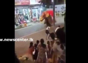 Elephant Bhanuka Turns Aggressive During Devinuwara Perahera, Attacks Mahout