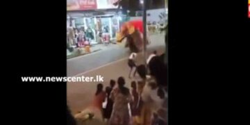 Elephant Bhanuka Turns Aggressive During Devinuwara Perahera, Attacks Mahout