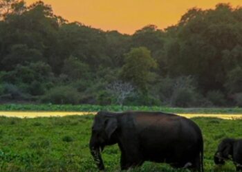 Controversy Over Religious Ceremonies in Wilpattu National Park Amid Environmental Concerns