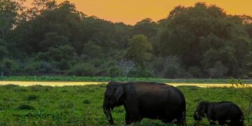Controversy Over Religious Ceremonies in Wilpattu National Park Amid Environmental Concerns