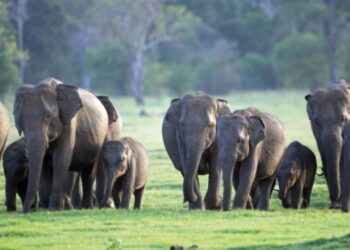 Kalawewa Conservation Project to Remove Invasive Plant and Protect Elephants