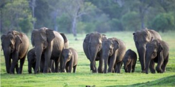 Kalawewa Conservation Project to Remove Invasive Plant and Protect Elephants